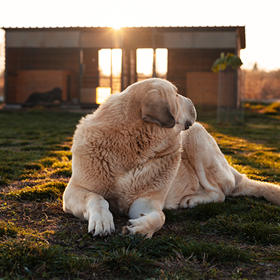 guarding dogs